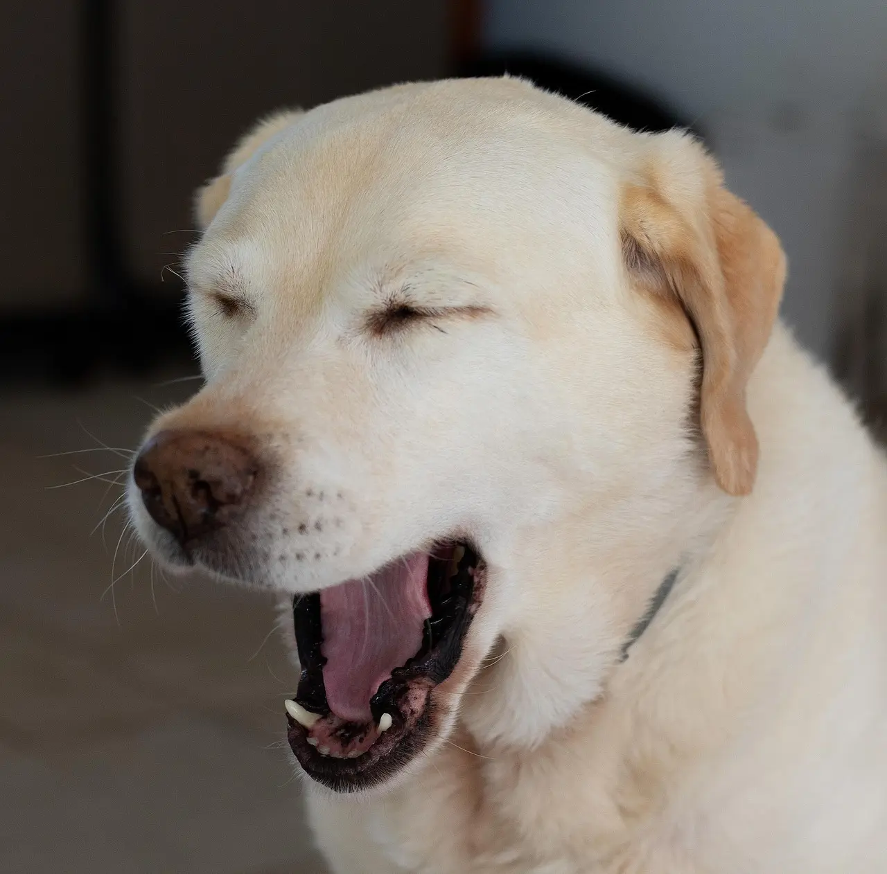 Krydsord svar for Trætte