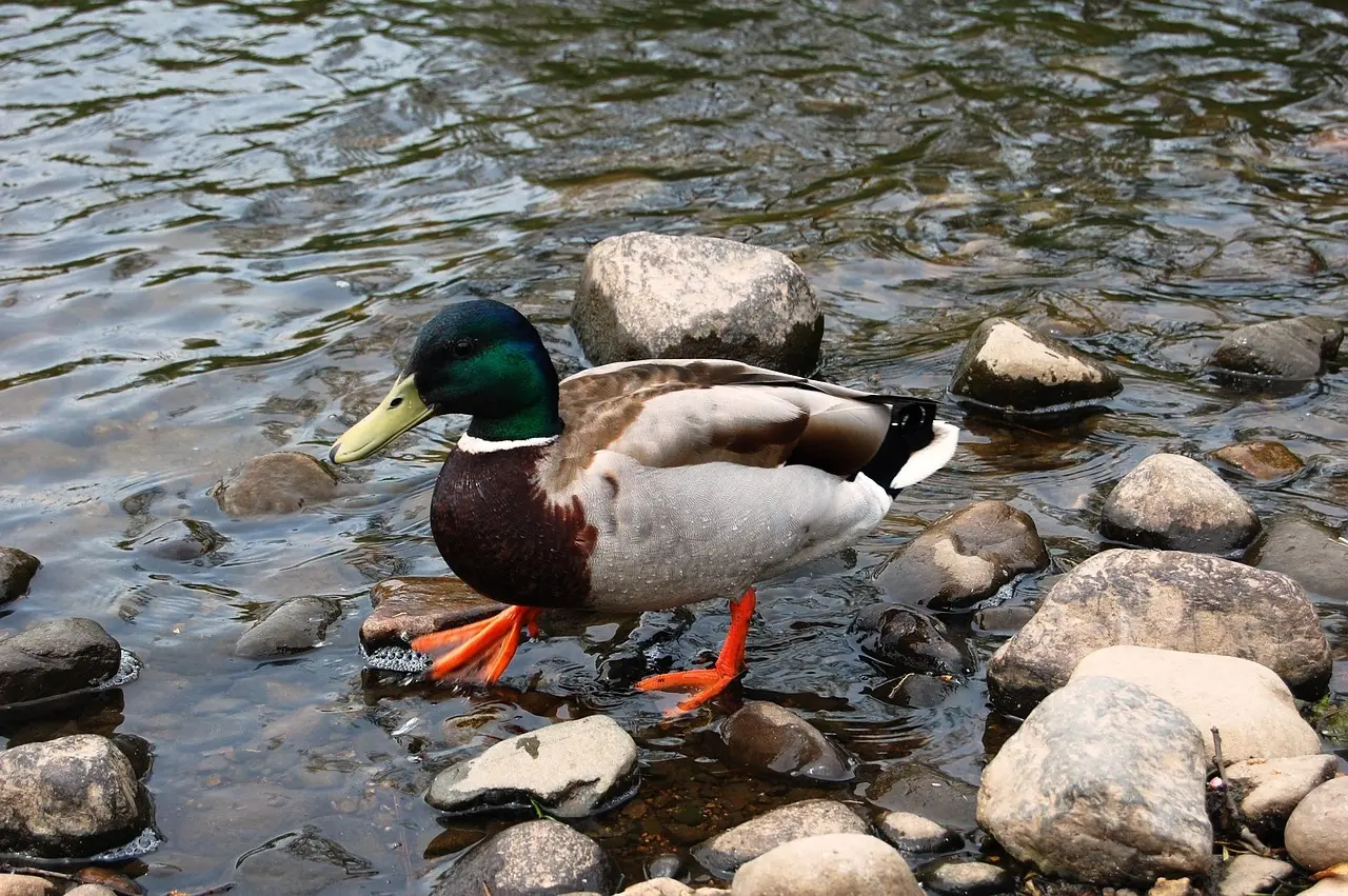 Betydning af Kristeligt Dagblad Krydsord