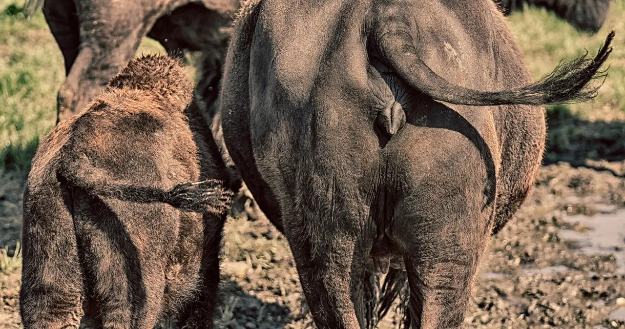 Hvordan opsætter jeg Universal Control på min Mac?