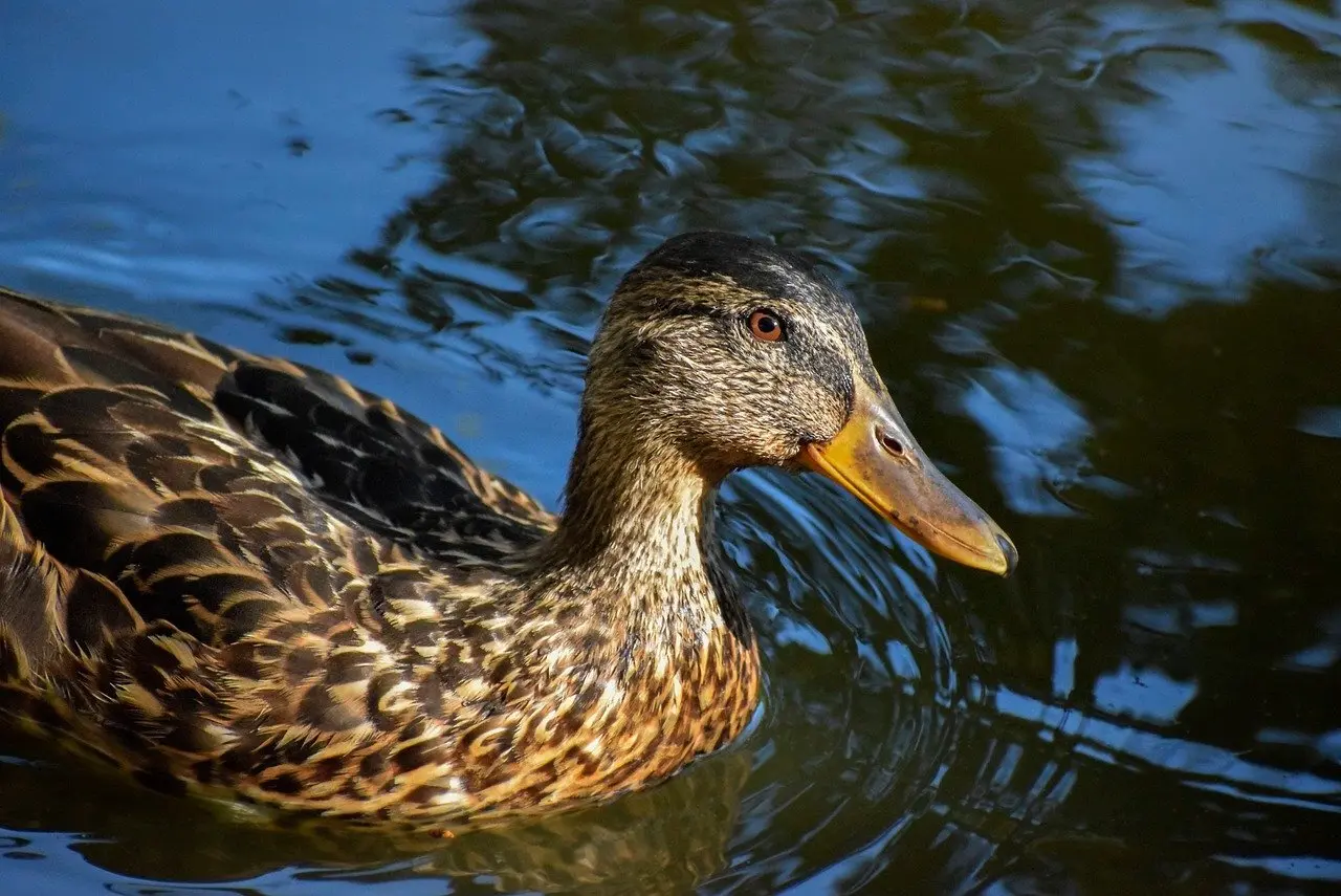 Svar til Minus i krydsord
