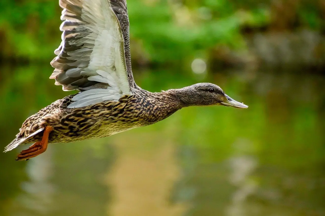 Solosang krydsord løsningsord