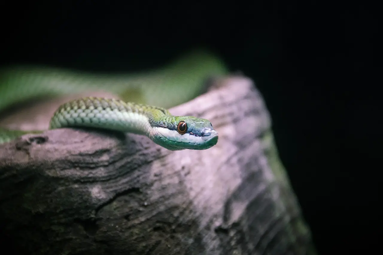 Orm Krydsord Synonym