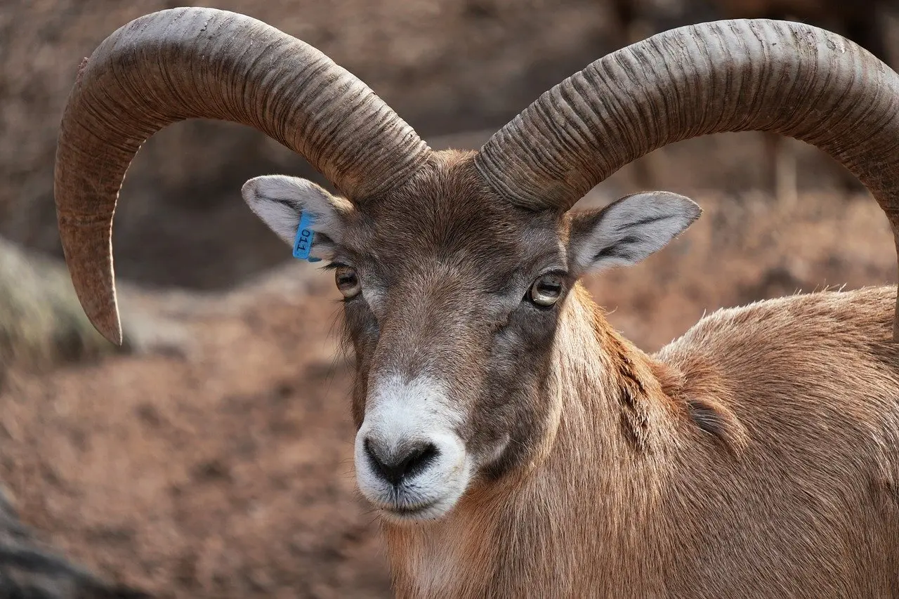 Skal jeg vælge ECC-RAM til min næste arbejds-PC?