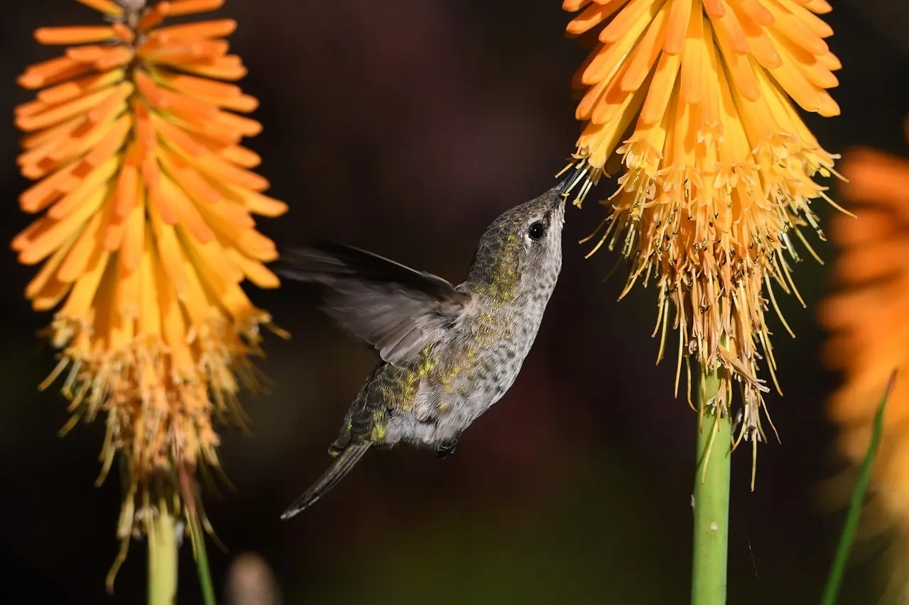 Medvirkende i Marcella